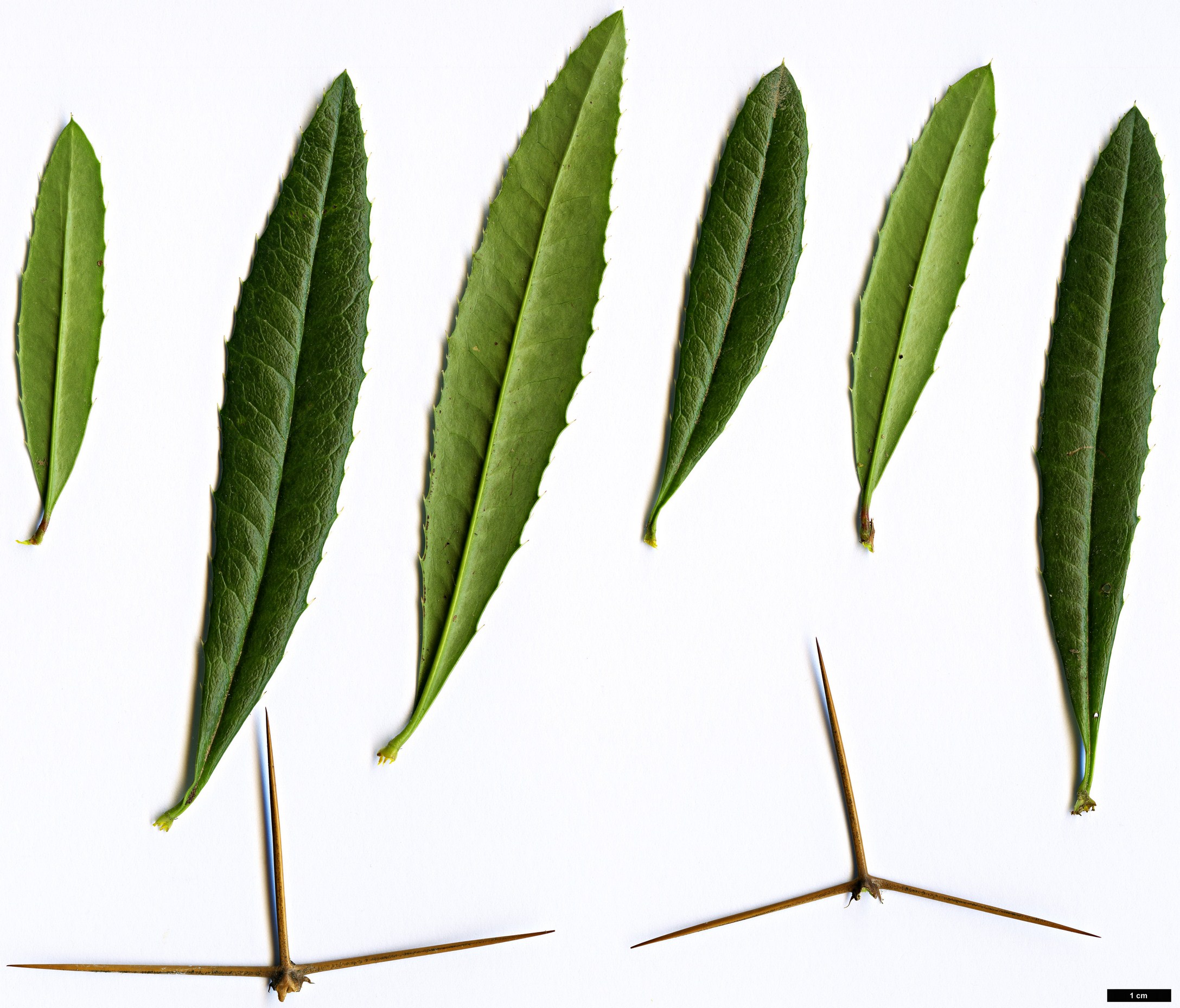 High resolution image: Family: Berberidaceae - Genus: Berberis - Taxon: julianae